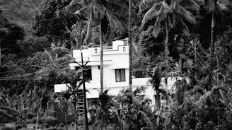 A modern white house surrounded by dense tropical vegetation, with tall palm trees and thick foliage creating a natural enclosure. The house has a flat roof and rectangular windows, and power lines are visible running through the area.