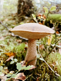 A single mushroom with a broad, light brown cap and slender stem is growing amidst a forest floor covered in moss and scattered leaves. The background is slightly blurred, suggesting a shallow depth of field, and there are small branches and green leaves visible nearby.