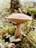 A single mushroom with a broad, light brown cap and slender stem is growing amidst a forest floor covered in moss and scattered leaves. The background is slightly blurred, suggesting a shallow depth of field, and there are small branches and green leaves visible nearby.