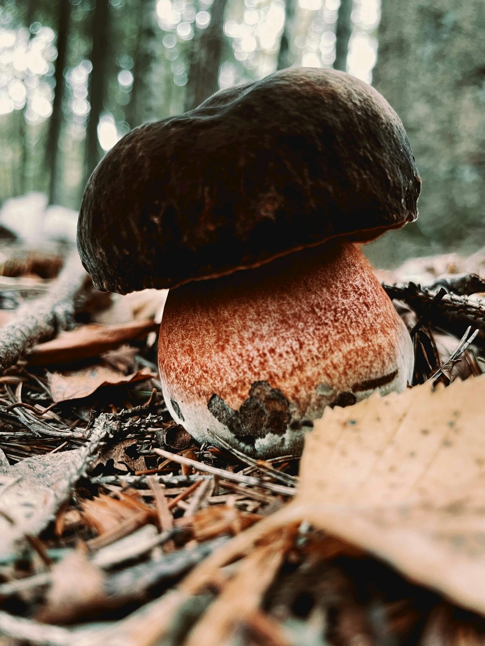 a close up of a mushroom on the ground