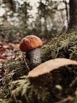 A mushroom with a brown cap and speckled stem is nestled among lush green moss in a forest setting. The background is a blur of trees and foliage, giving the scene a tranquil and natural ambiance.