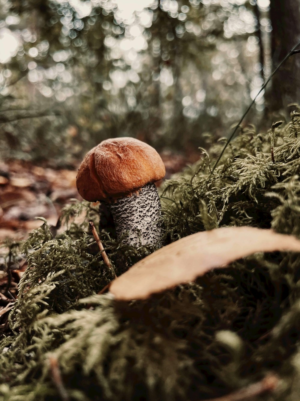 a mushroom sitting on top of a moss covered forest floor