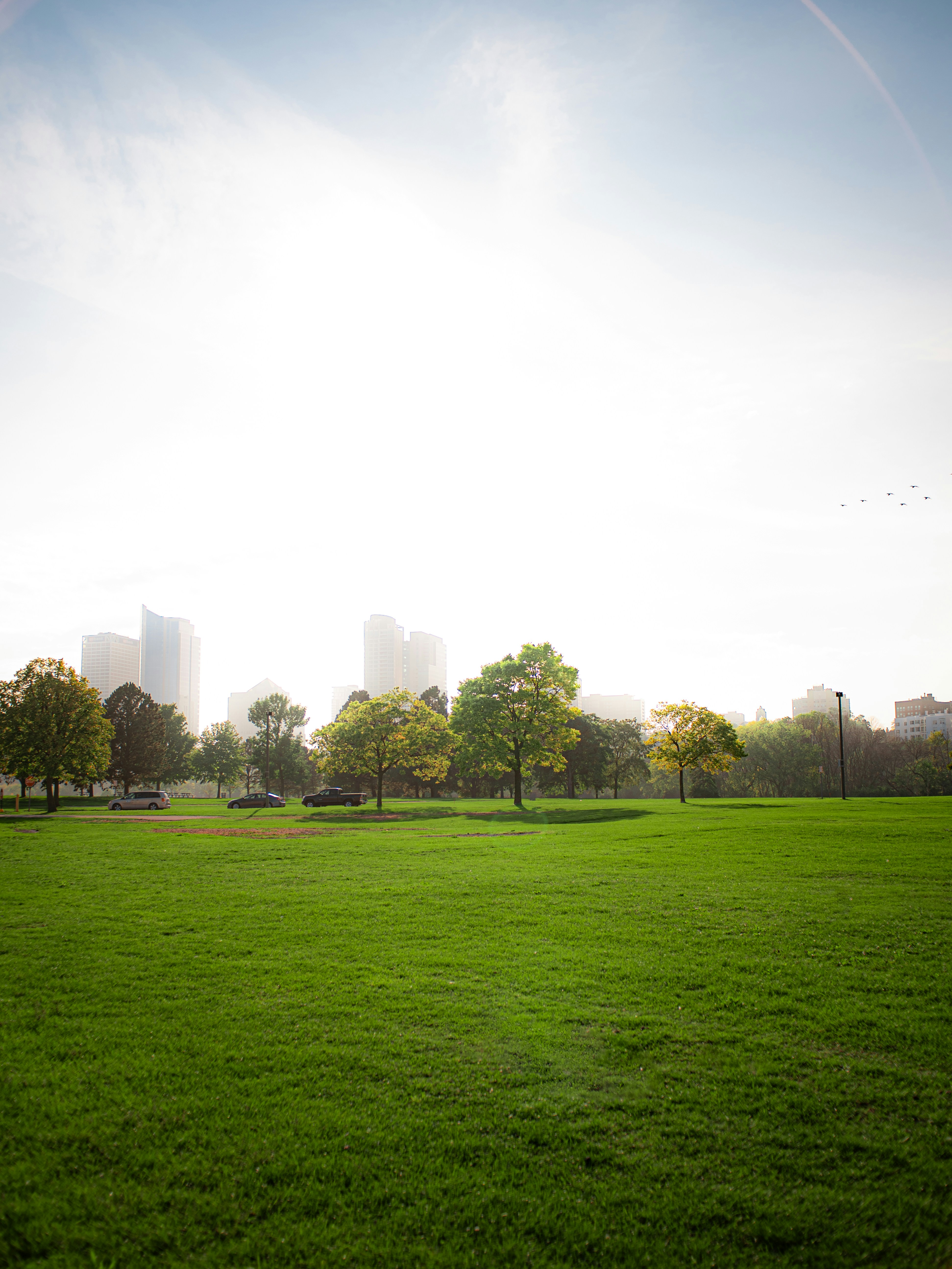 Create a Puffin Park: Write a simple script to plant trees, add a bench, and make a happy little park.