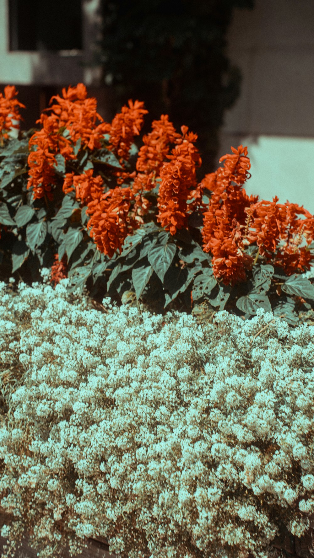 a bunch of flowers that are in a planter