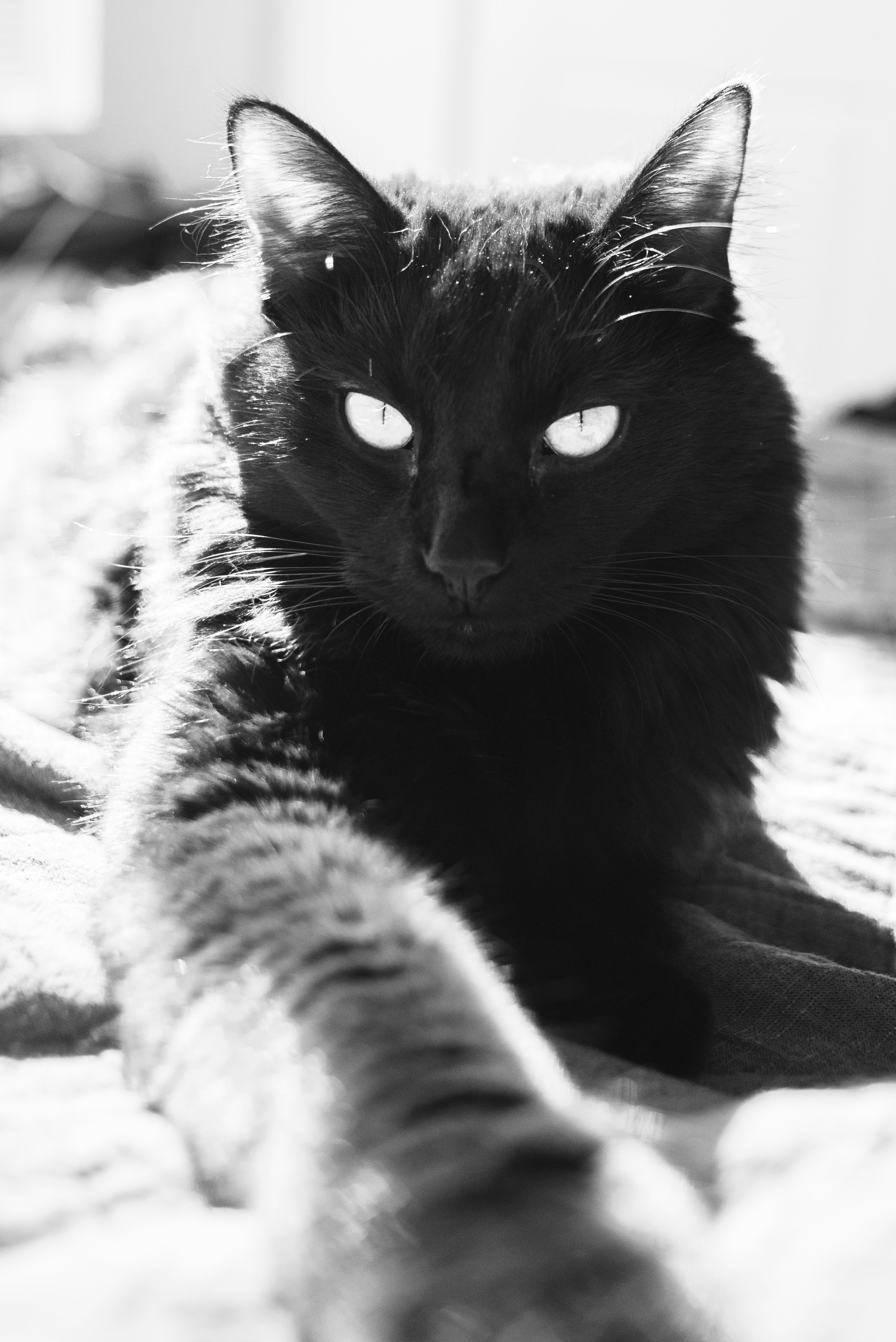 Covering Their Eyes with Their Paws (image credits: unsplash)