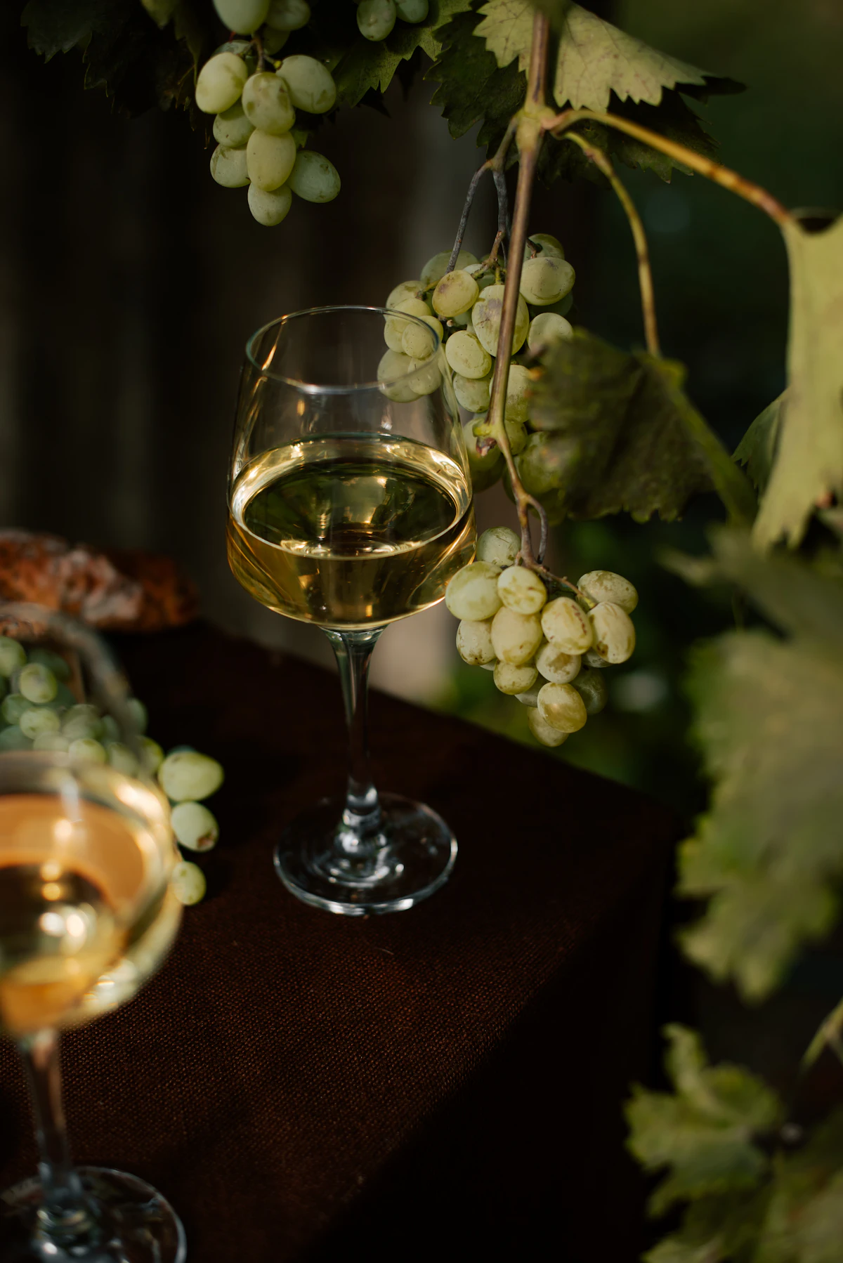 Raisins blancs Sauvignon sur vigne et verre de vin blanc sec - cépage aromatique du Languedoc