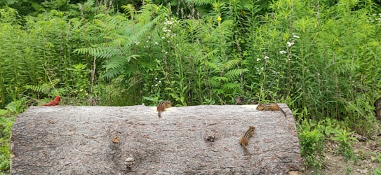 A large log rests on the ground in front of dense green foliage. Several small animals are on the log, including a red bird and multiple chipmunks with distinct stripes on their backs. Wild plants and grass surround the scene, giving it a natural forest setting.