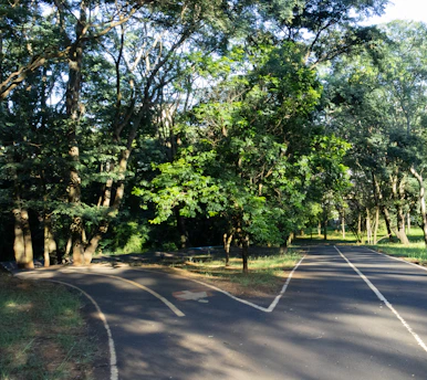 A peaceful green forest path symbolizing personal growth and calm.