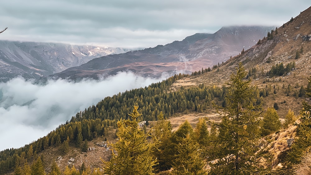 a bird flying over a mountain covered in clouds