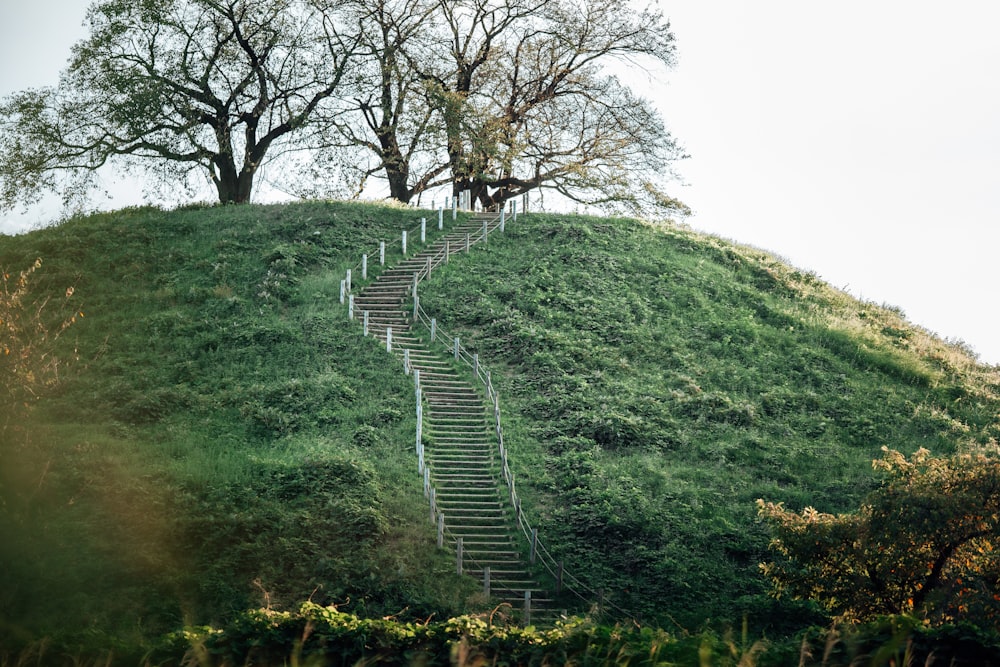 a set of stairs going up a grassy hill