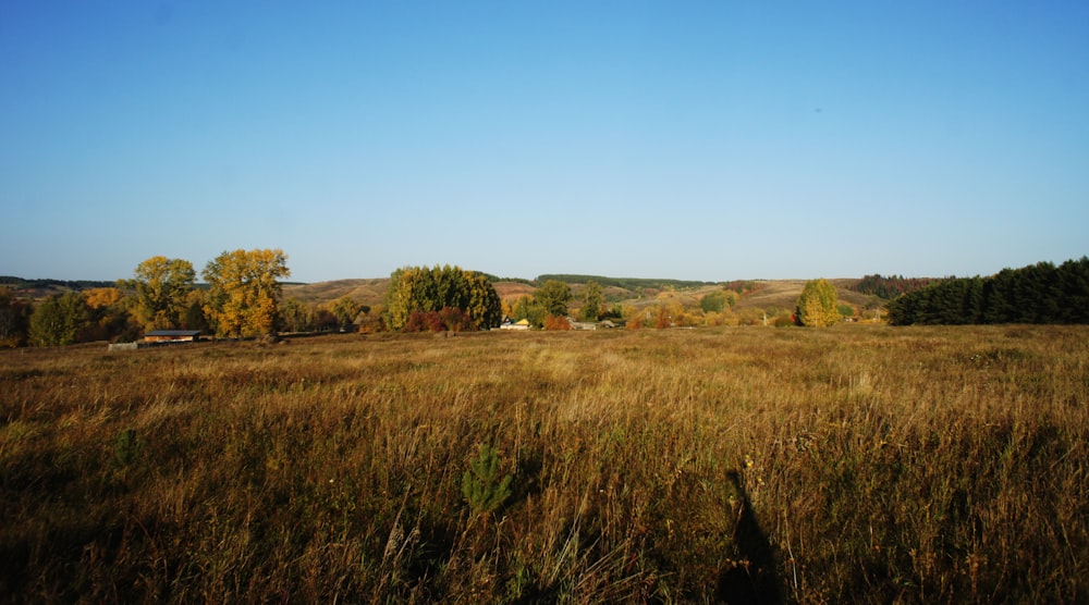 a grassy field with trees in the background