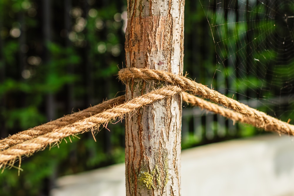 Un primer plano de una cuerda atada a un árbol