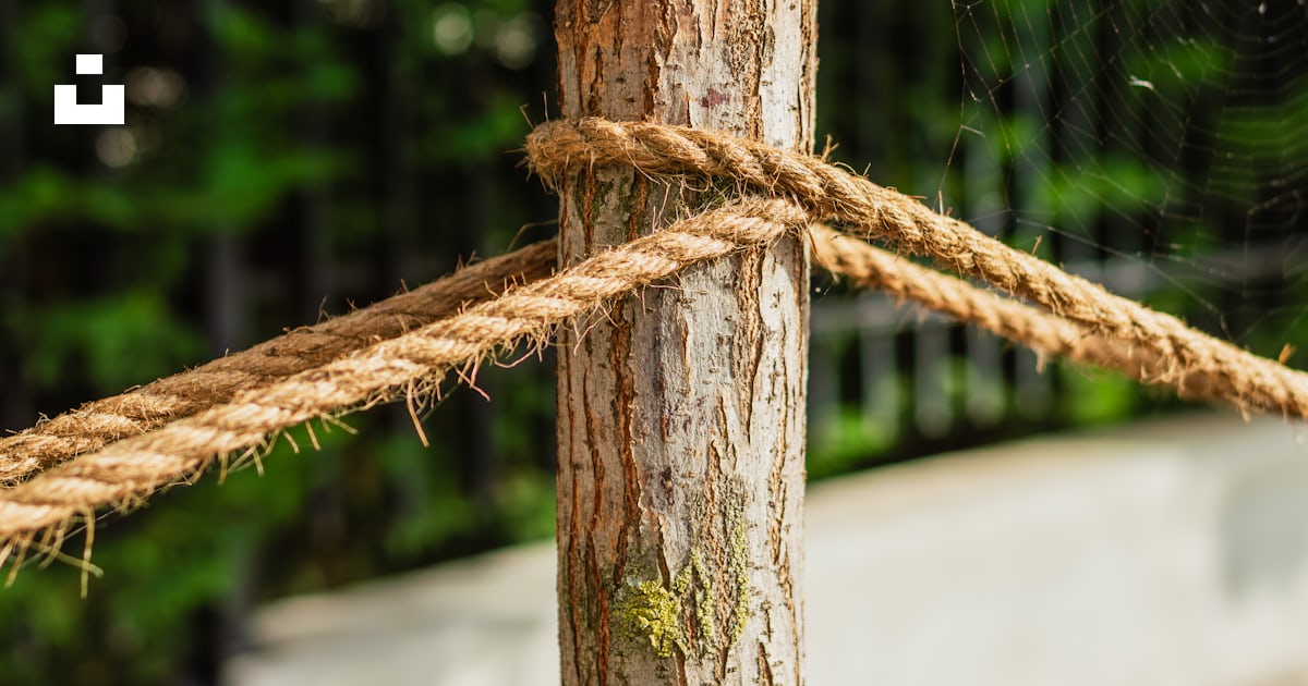 A close up of a rope attached to a tree photo – Free Rope Image on Unsplash