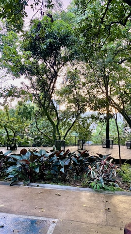 A peaceful outdoor garden area with wooden benches surrounded by lush greenery and gentle sunlight.