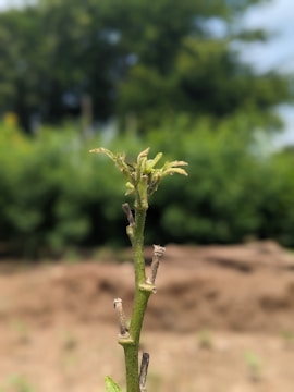 A close-up view of a plant stem with a few small leaves beginning to grow at the top. The background is blurred, featuring a mix of greenery and a hint of the sky, suggesting an outdoor setting.