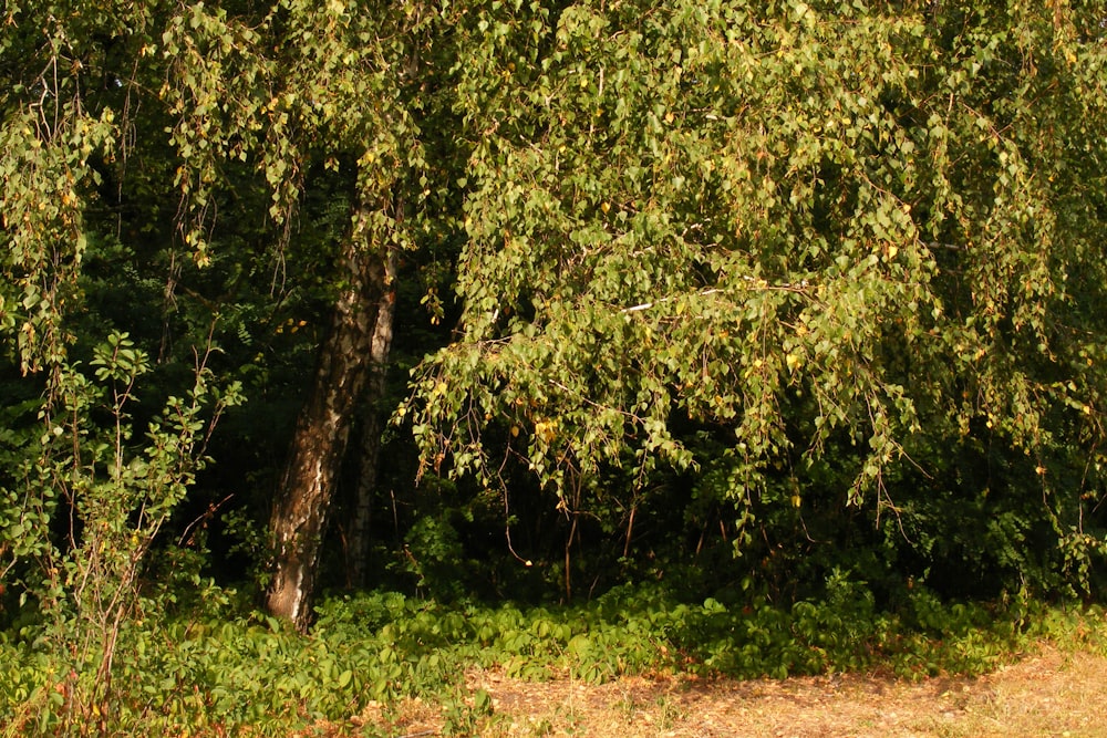 a large group of trees in the middle of a forest