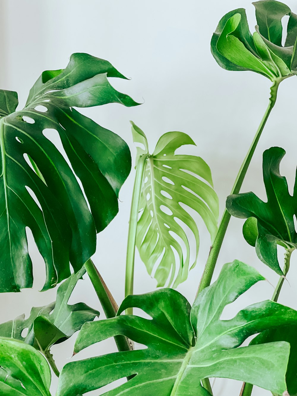 a plant with green leaves on a white background