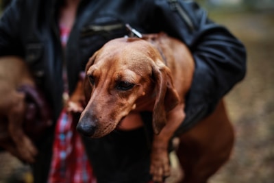 A dachshund is being held in someone's arms. The dog has a smooth brown coat and appears calm. The person holding the dog is wearing a black jacket and a plaid shirt.