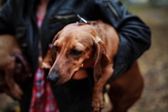 A dachshund is being held in someone's arms. The dog has a smooth brown coat and appears calm. The person holding the dog is wearing a black jacket and a plaid shirt.
