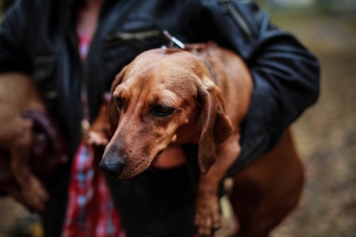A dachshund is being held in someone's arms. The dog has a smooth brown coat and appears calm. The person holding the dog is wearing a black jacket and a plaid shirt.