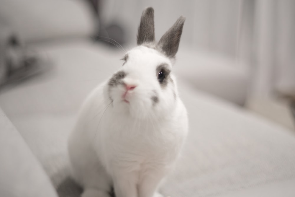 a white rabbit sitting on top of a white couch