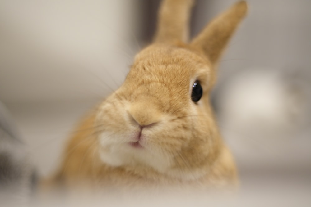 a close up of a rabbit looking at the camera