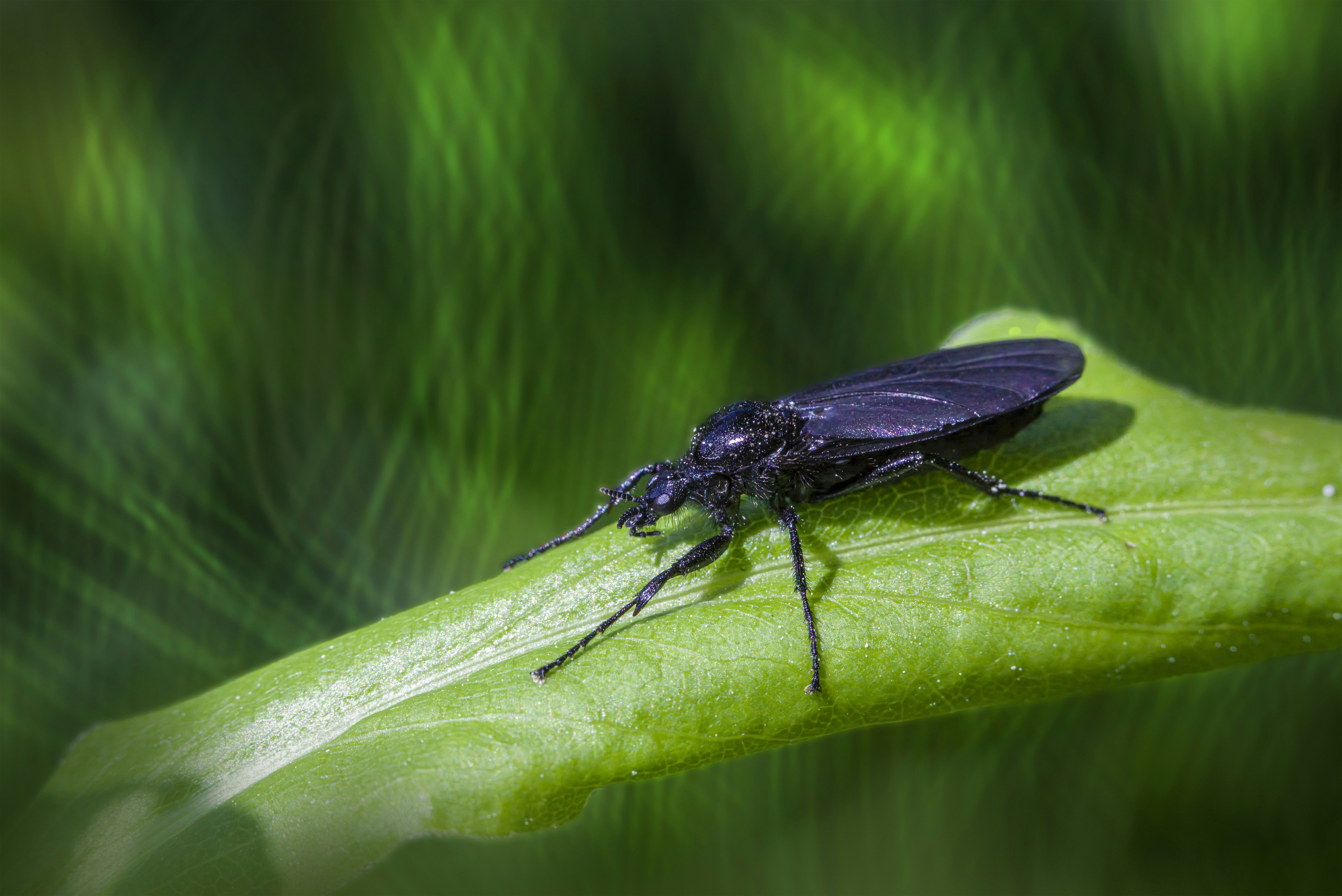 a bug is sitting on a green leaf