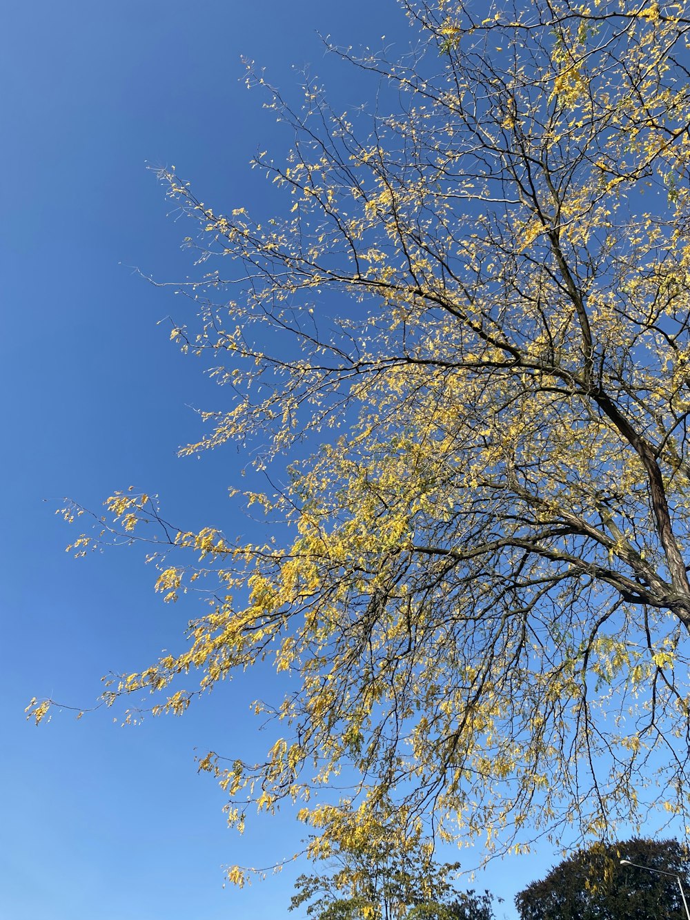 a tree with yellow leaves and a blue sky in the background