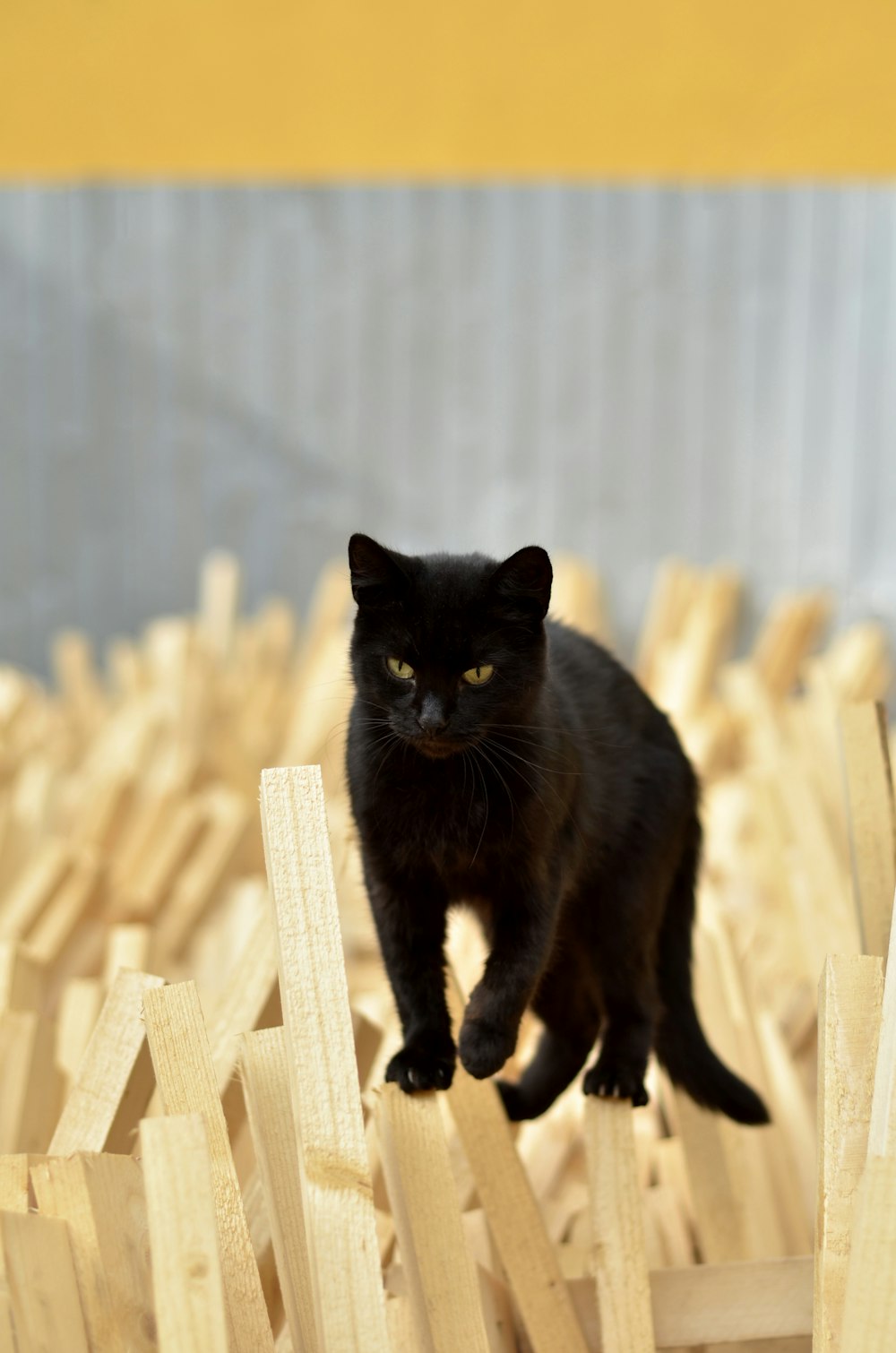 a black cat standing on top of a wooden structure