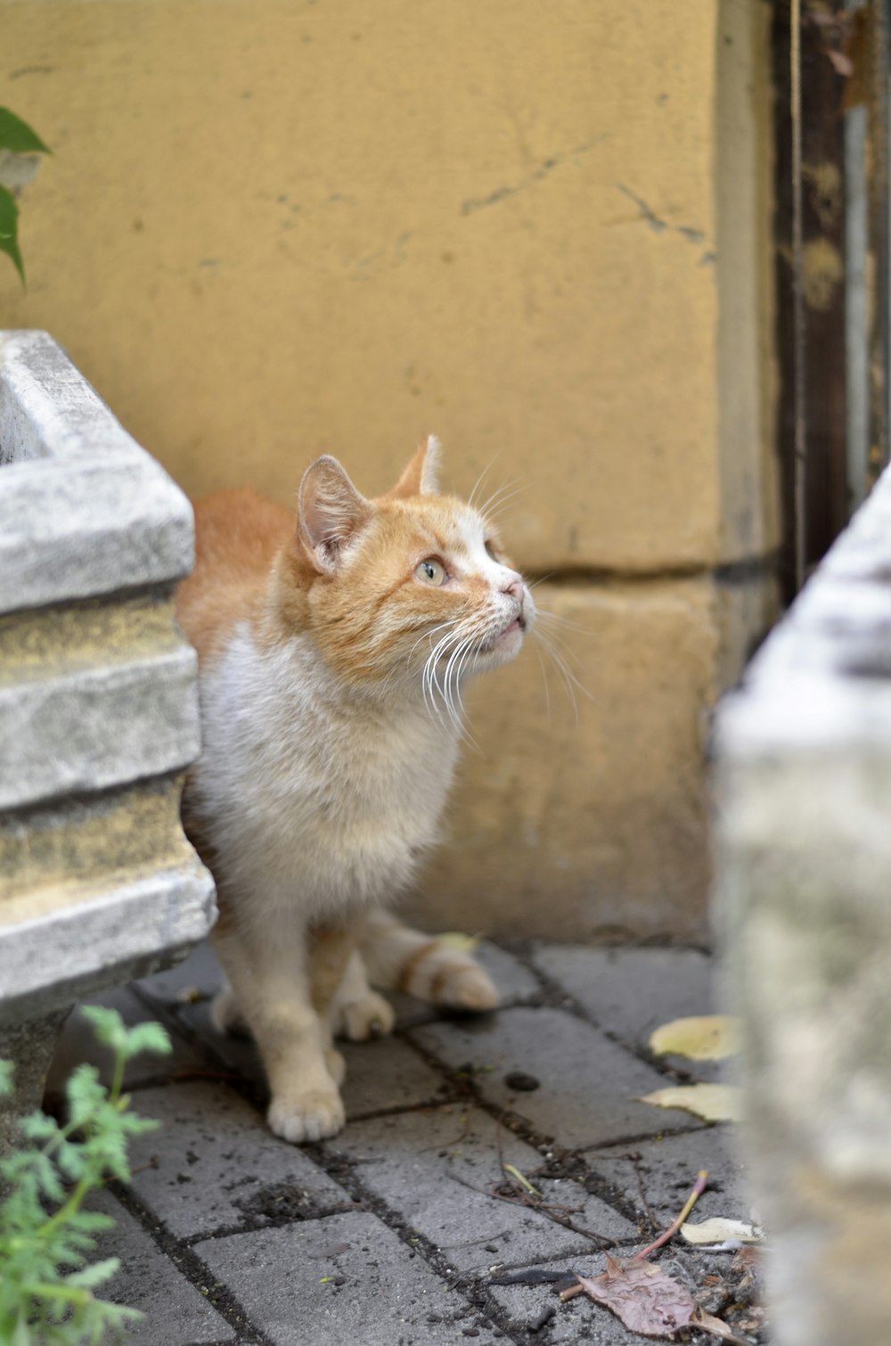 a small orange and white cat standing on a sidewalk