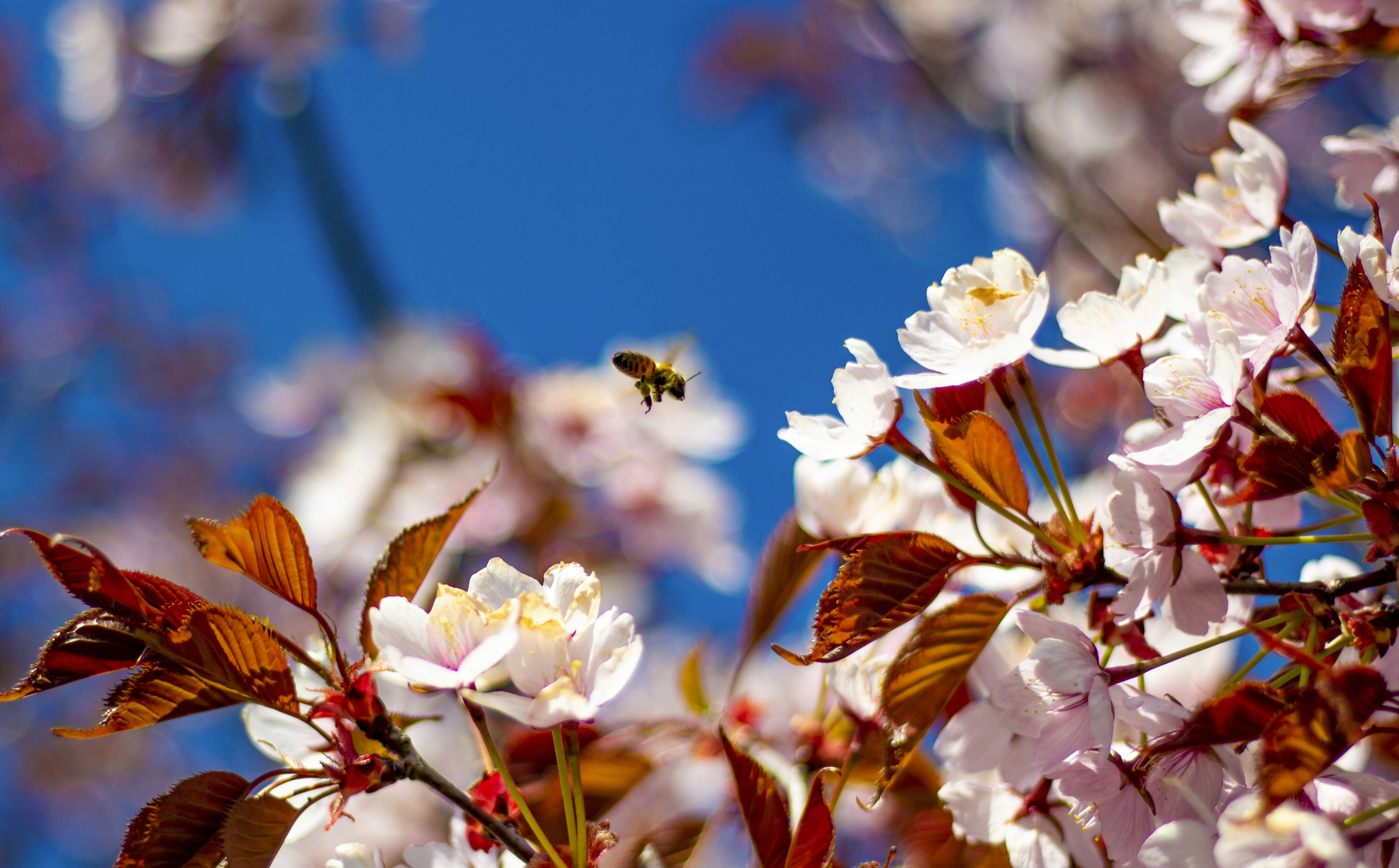 a bee flying over a bunch of white flowers