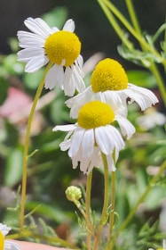 Several chamomile flowers with white petals and yellow centers are in focus against a blurred green background. The flowers are arranged naturally, with delicate stems and fine details visible in the petals.