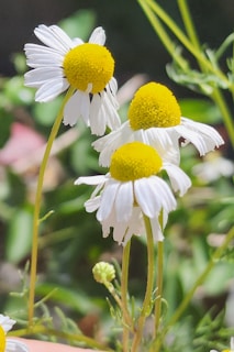 Several chamomile flowers with white petals and yellow centers are in focus against a blurred green background. The flowers are arranged naturally, with delicate stems and fine details visible in the petals.