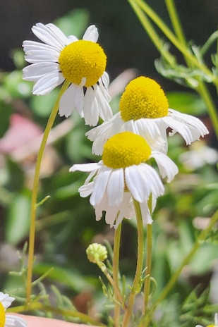 Several chamomile flowers with white petals and yellow centers are in focus against a blurred green background. The flowers are arranged naturally, with delicate stems and fine details visible in the petals.