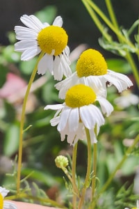 Chamomile Tea