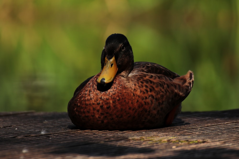 a close up of a duck on a wooden surface