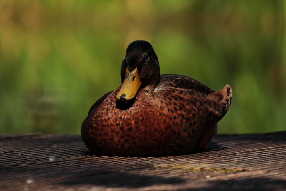 Un primer plano de un pato sobre una superficie de madera