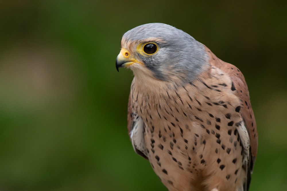 a close up of a bird of prey