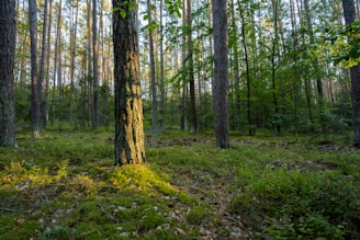 A lush, green forest with tall trees reaching up towards the sky. Sunlight filters through the canopy, casting dappled shadows on the forest floor, which is covered in moss and small plants. The overall environment feels tranquil and serene, with a mix of vibrant green hues and earthy tones.