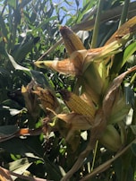 Close-up view of a cornfield with mature corn cobs still attached to the stalks. The lush green leaves contrast with the yellow kernels of the corn. Sunlight filters through, highlighting the textures of the husks and the angled lines of the cornstalks.