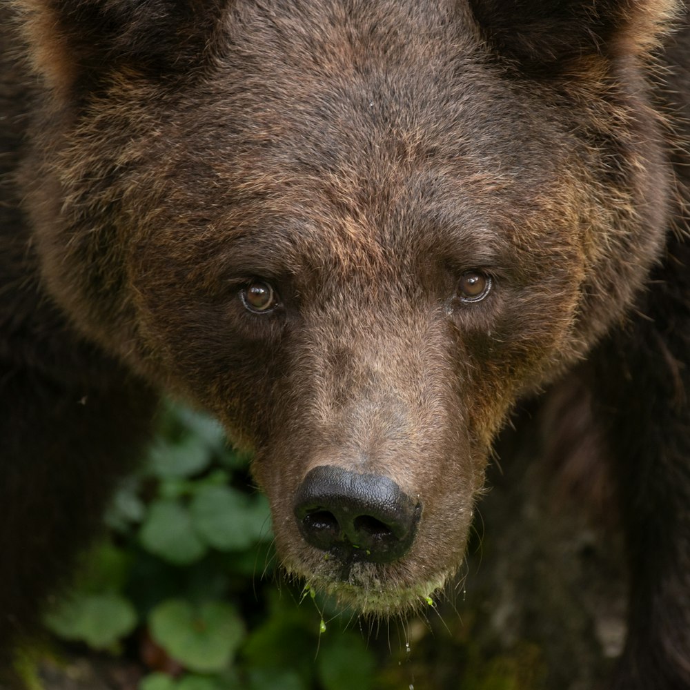 a close up of a brown bear's face
