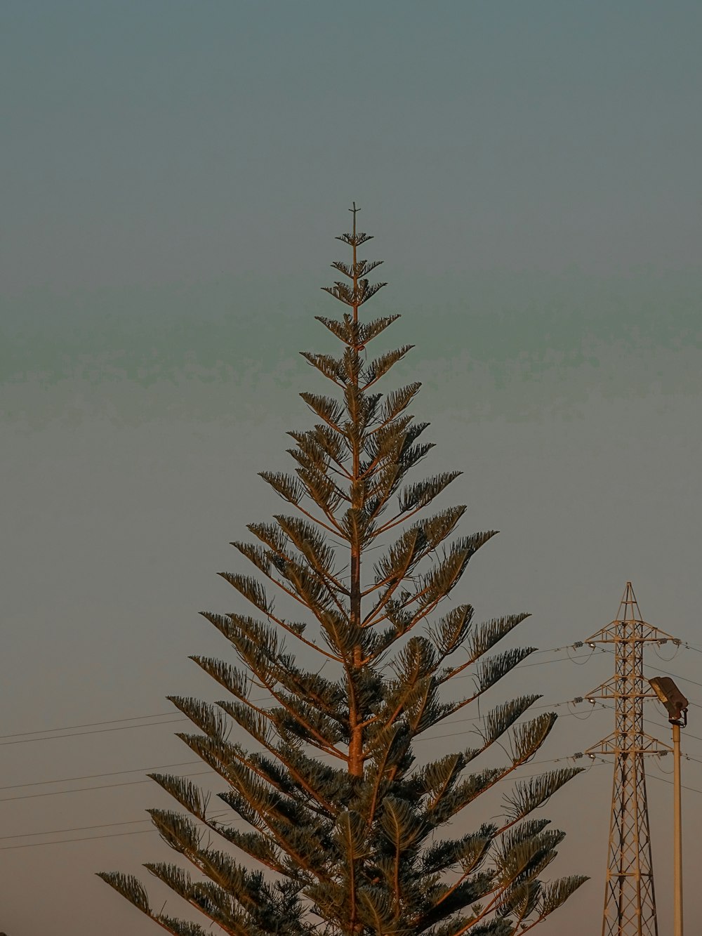 a tall pine tree sitting next to a power line