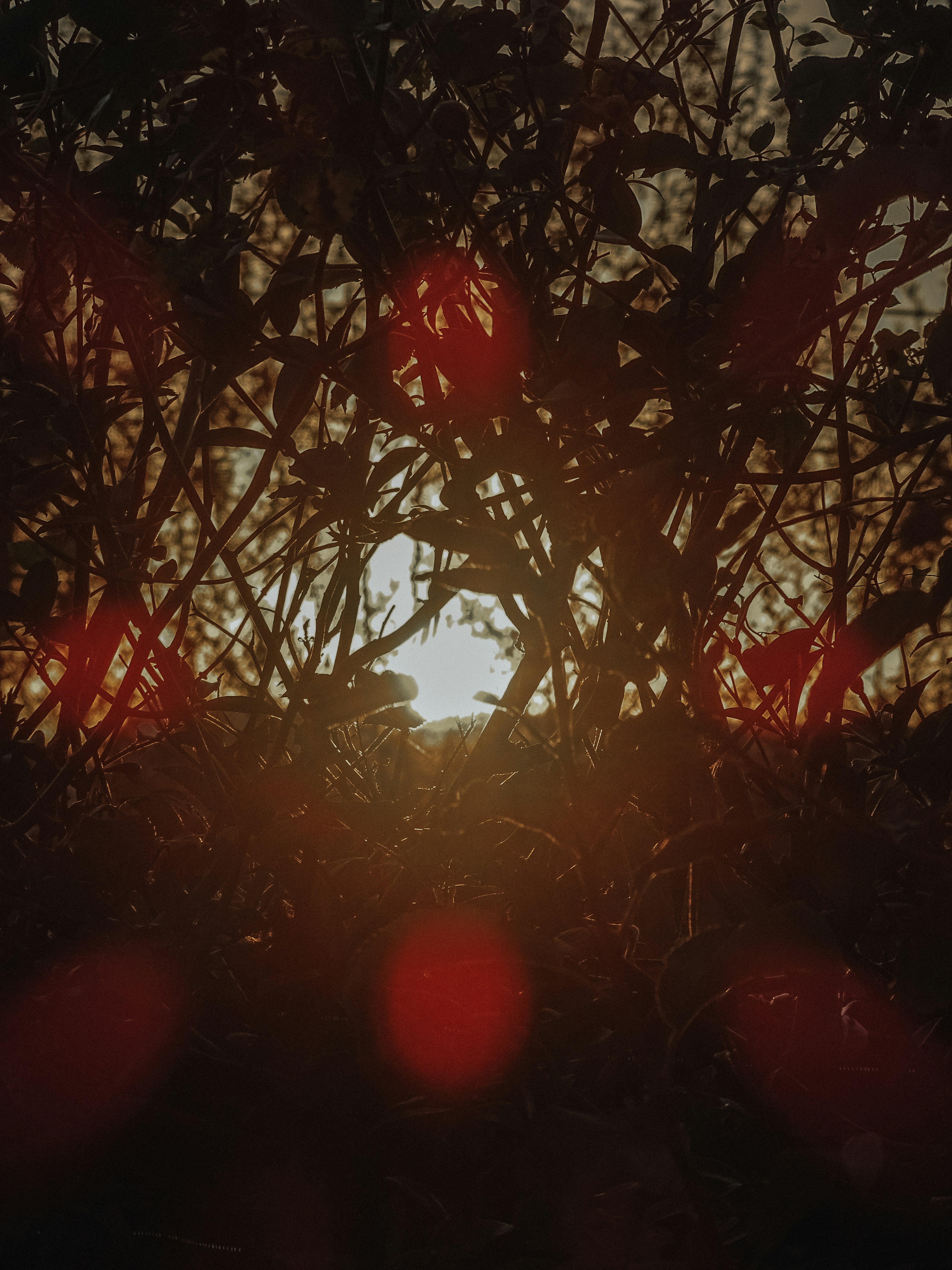 Photo by phozebyzemachado