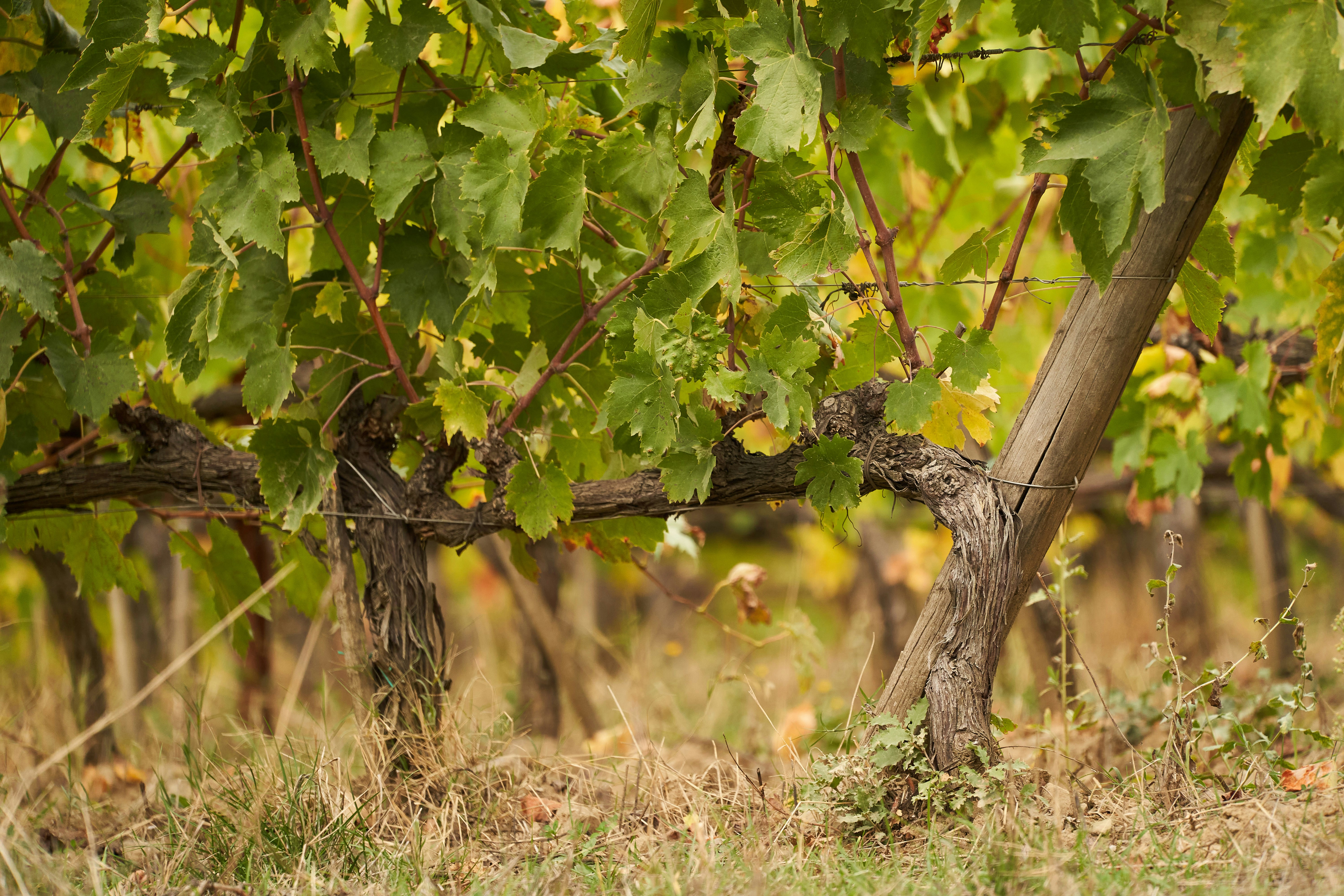 Photo by wolfgang_hasselmann