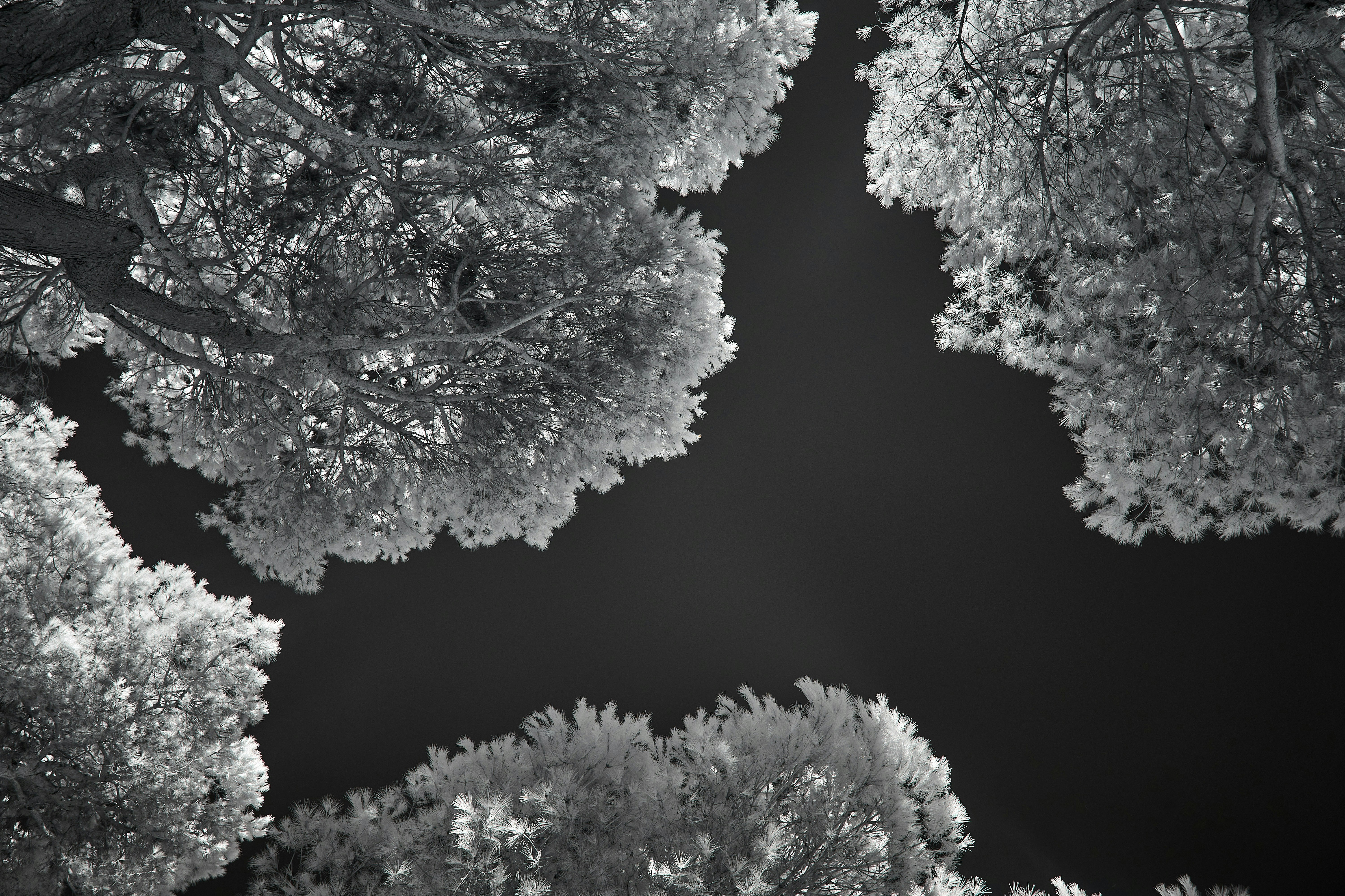 Photo by wolfgang_hasselmann