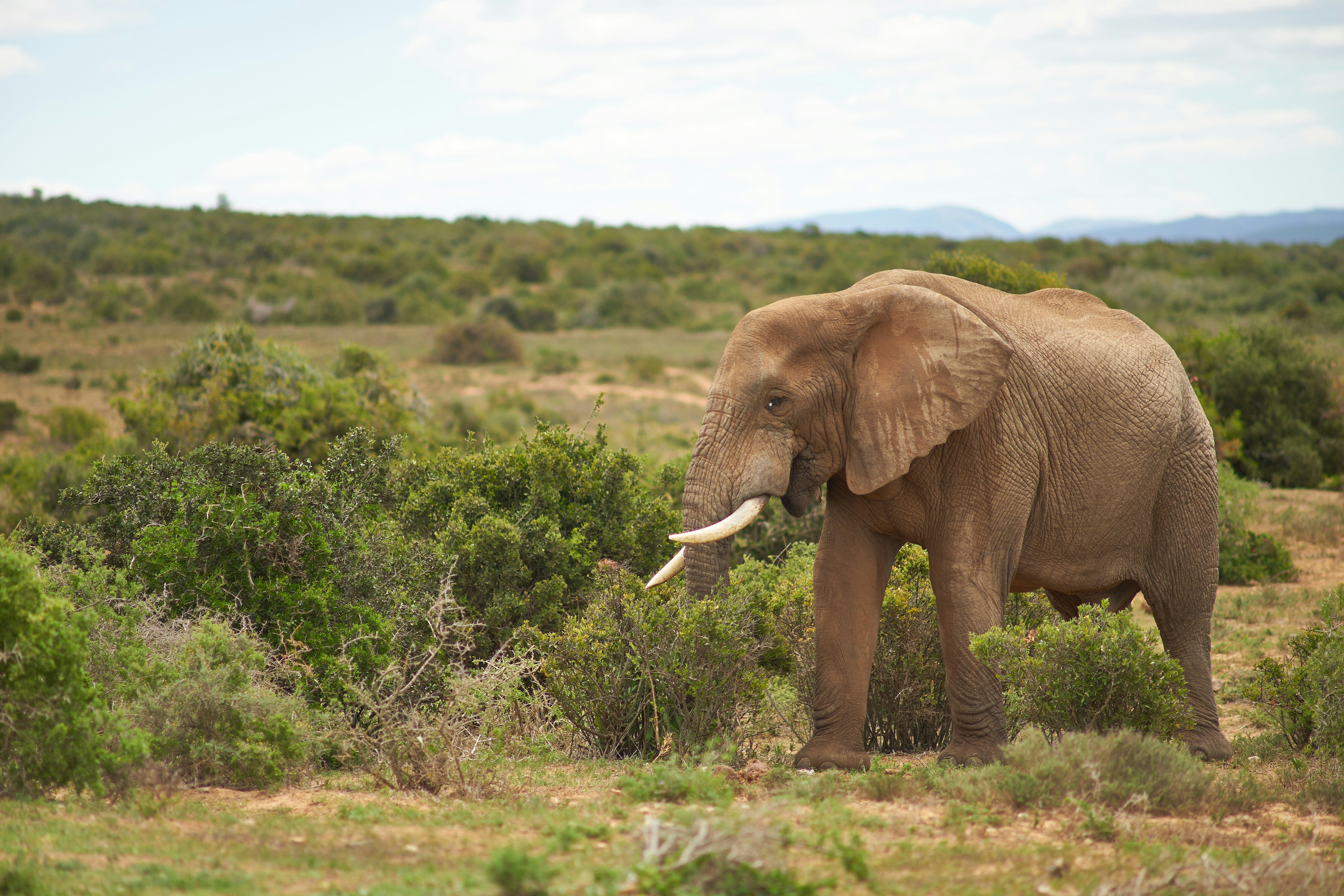 Photo by wolfgang_hasselmann