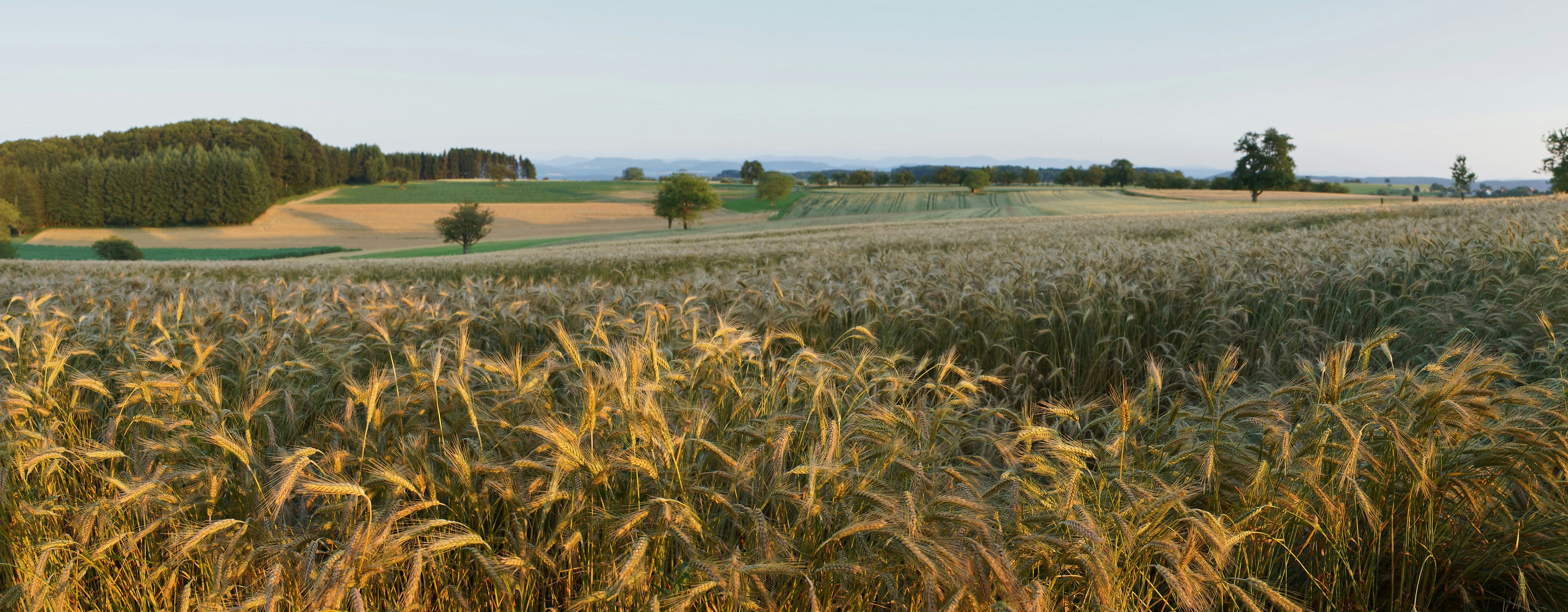 Photo by wolfgang_hasselmann