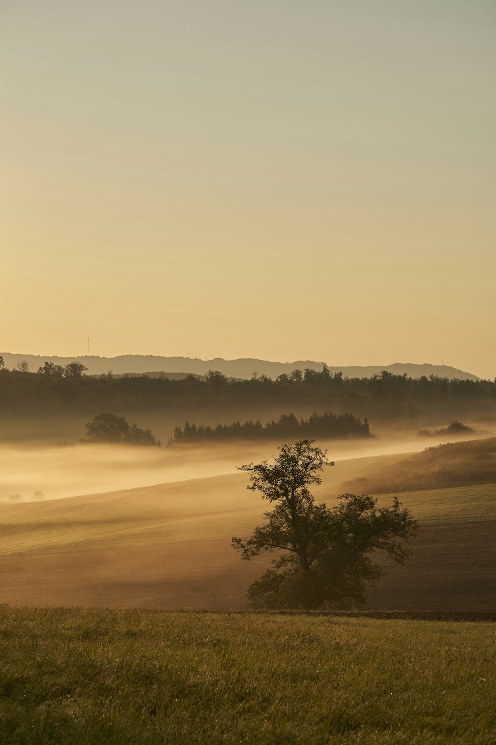 a lone tree stands in a field of fog