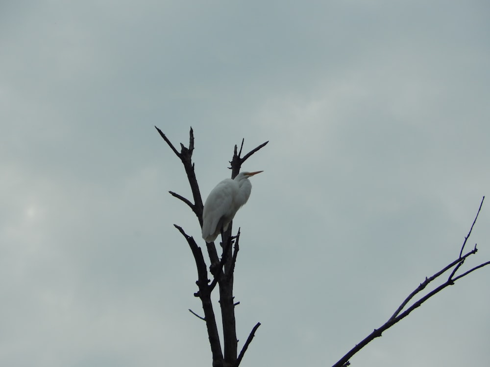 ein weißer Vogel, der auf einem Baum sitzt