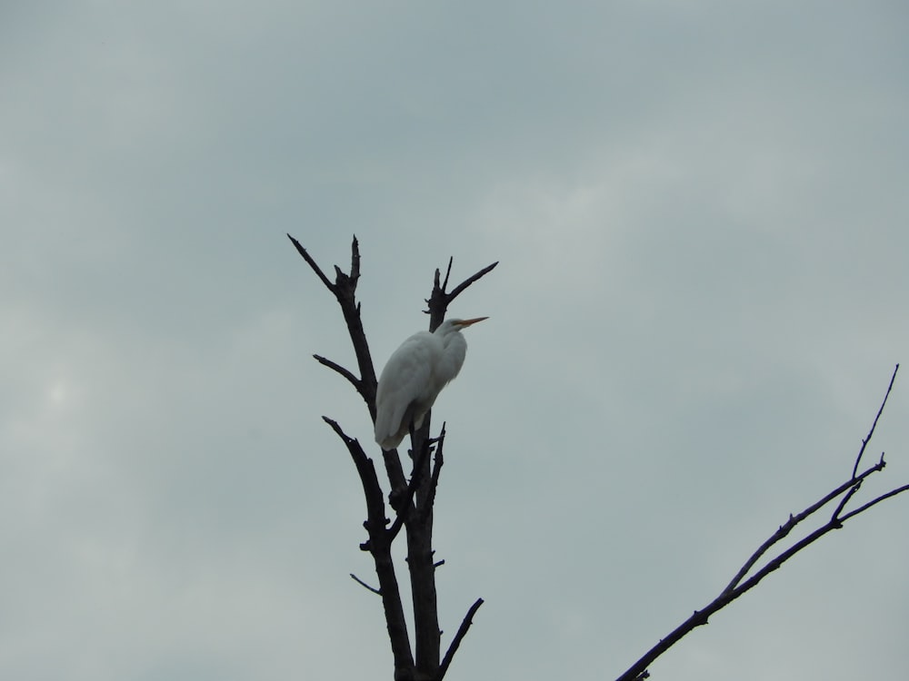 a white bird sitting on top of a tree